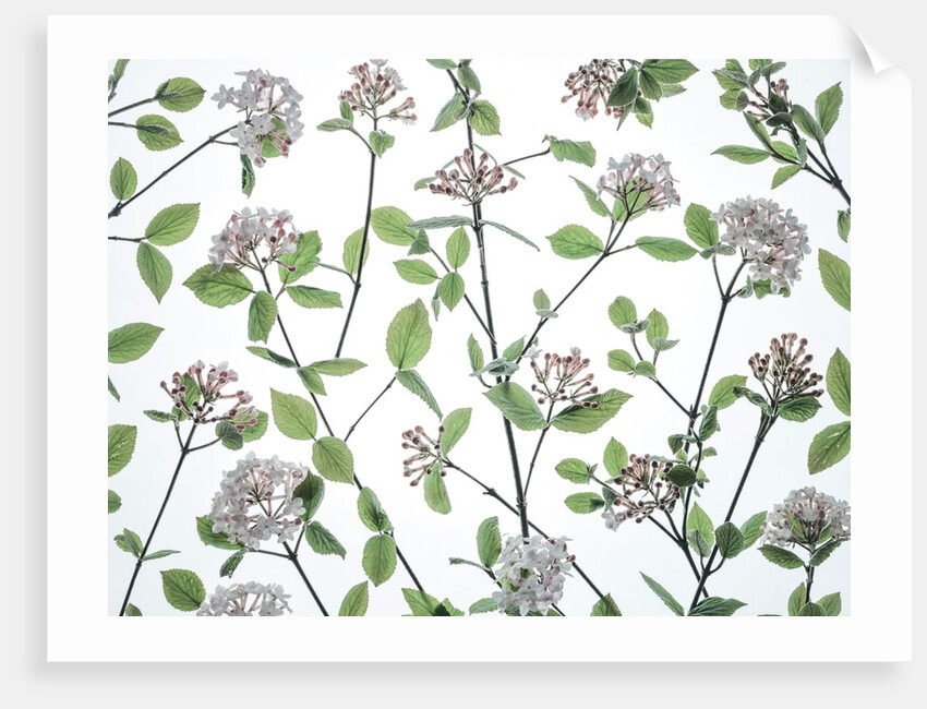 Viburnum Juddii flowers by Assaf Frank